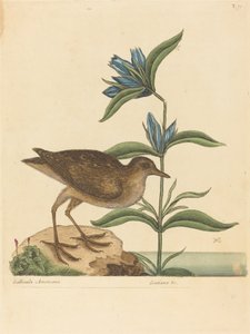The Soree (Rallus Virginianus) 作： Mark Catesby