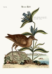 ソリー、1749-73 作： Mark Catesby