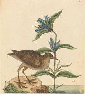 1731年から1743年に出版された『ソーリー・ラルス・ヴァージニアヌス』。 作： Mark Catesby