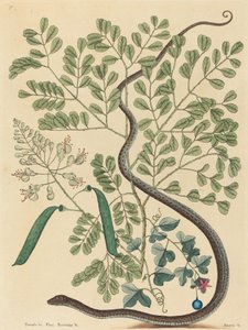 1731年から1743年に発行された斑点のあるリボンヘビのColuber nebulosus。