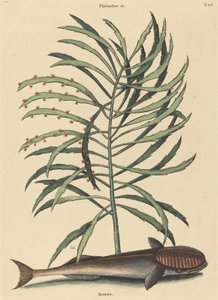 吸う魚 (Echeneis Naucratis) 作： Mark Catesby