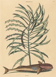 吸う魚 (Echeneis Naucratis) 作： Mark Catesby
