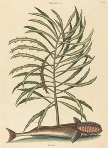 吸う魚 Echeneis naucratis』、1731～1743年に出版。 作： Mark Catesby