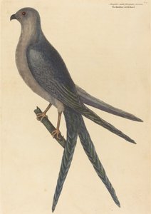 1754年に出版されたツバメの尾のタカファルコ・フルカトゥス。 作： Mark Catesby