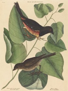 Towhe Bird Fringilla erythrophthalma、1754 年に出版。 作： Mark Catesby