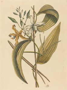 1731年から1743年に出版された『ヴァネロエ・エピデンドラム・ヴァニラ』。 作： Mark Catesby