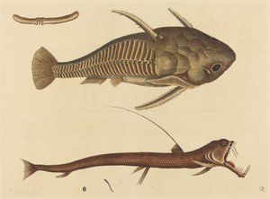 1731年から1743年に出版された「バイパーマウスSilurus cataphractus」。 作： Mark Catesby