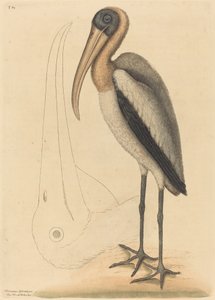 1731 年から 1743 年に発行されたウッド ペリカン タンタルス ロキュレーター。 作： Mark Catesby