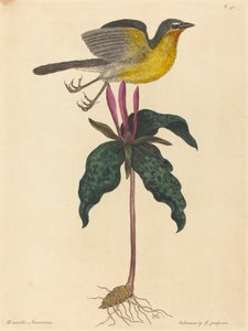1754年に出版された「The Yellow-breasted Chat」。 作： Mark Catesby
