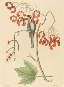 黄色いのどクリーパー 作： Mark Catesby