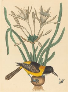 黄色と黒のパイ (Oriolus Icterus) 作： Mark Catesby