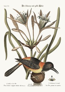 黄色と黒のパイ、1749-73 作： Mark Catesby