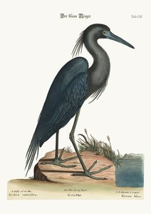 ブルーヘロン、1749-73 作： Mark Catesby