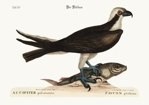 釣りタカ、1749-73 作： Mark Catesby