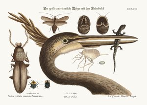 最大の紋付きヘロン、1749-73 作： Mark Catesby