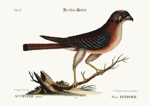リトルホーク、1749-73 作： Mark Catesby