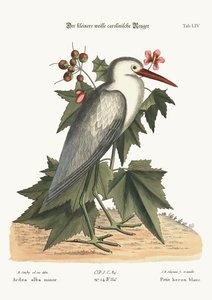 小さな白いサギ、1749-73 作： Mark Catesby