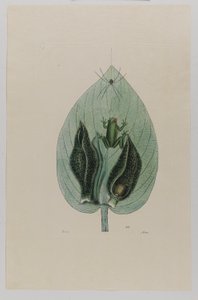 アマガエル 作： Mark Catesby