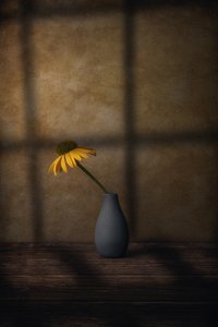 黄色い花の影