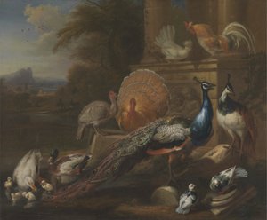 クジャク、ハト、七面鳥、ニワトリ、カモ 作： Marmaduke Cradock