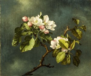 リンゴの花、 作： Martin Johnson Heade
