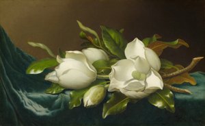 マグノリア、ライトブルー・ベルベット・クロス 作： Martin Johnson Heade