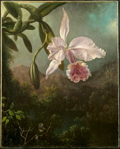 蘭の花、1873。