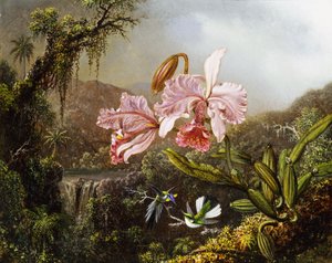 ブラジルのジャングルの蘭とハチドリc。 1871-72
