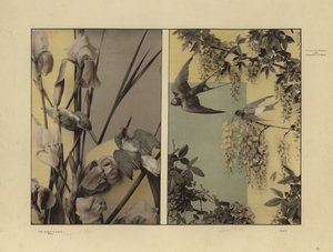 Martin Gerlach の Festons と装飾グループの 1 つ (白黒写真) 作： Martin senior Gerlach