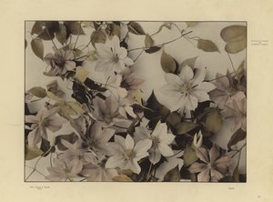 Martin Gerlach の Festons と装飾グループの 1 つ (白黒写真) 作： Martin senior Gerlach