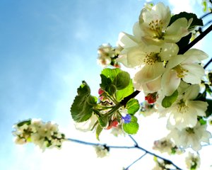木の花1