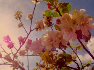 木の花2