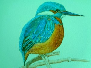 鳥 作： Martina Konitzky