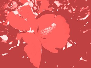 花 作： Martina Konitzky