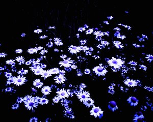 フィールドの端にある花