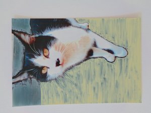 キャットキャット 作： Martina Konitzky