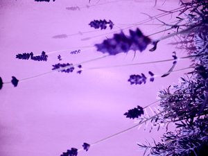 ラベンダー 作： Martina Konitzky