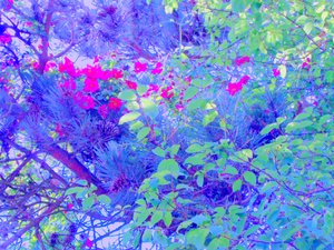 植物 作： Martina Konitzky