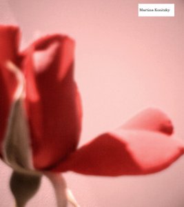 バラの花びらのハート 作： Martina Konitzky