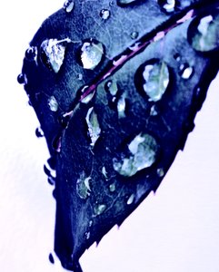 水滴ブルー 作： Martina Konitzky