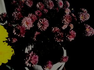 菊5 作： Martina Konitzky