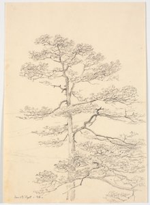 松の木 作： Martinus Rørbye