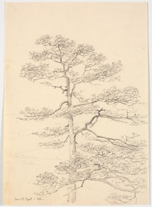 松の木 作： Martinus Rørbye