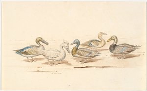 さまざまなアヒルの種類の研究 作： Martinus Rørbye