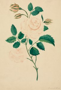 ダマスクローズ。 作： Mary Altha Nims