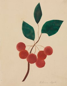シベリアのリンゴ。 作： Mary Altha Nims