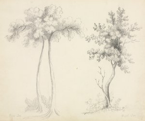 ウパとカエデの木の研究。 作： Mary Altha Nims