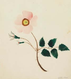 野薔薇。 作： Mary Altha Nims