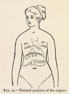 「臓器の自然な位置」。 女性の内臓の簡単な図。 正しい姿勢の章。