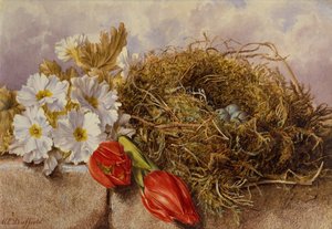 棚の上の花のチューリップと鳥の巣の静物（鉛筆と水彩） 作： Mary Elizabeth Duffield